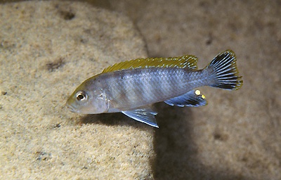 Pseudotropheus perspicax 'Mara Rocks'